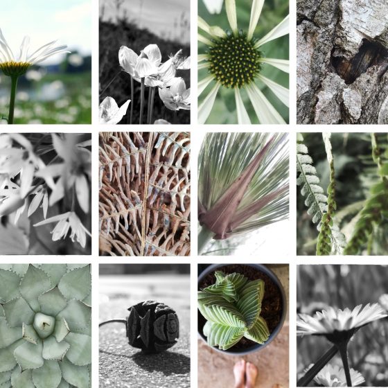 Achtsamkeits-Fotografie: Collage aus neun Fotografien mit Naturimpressionen