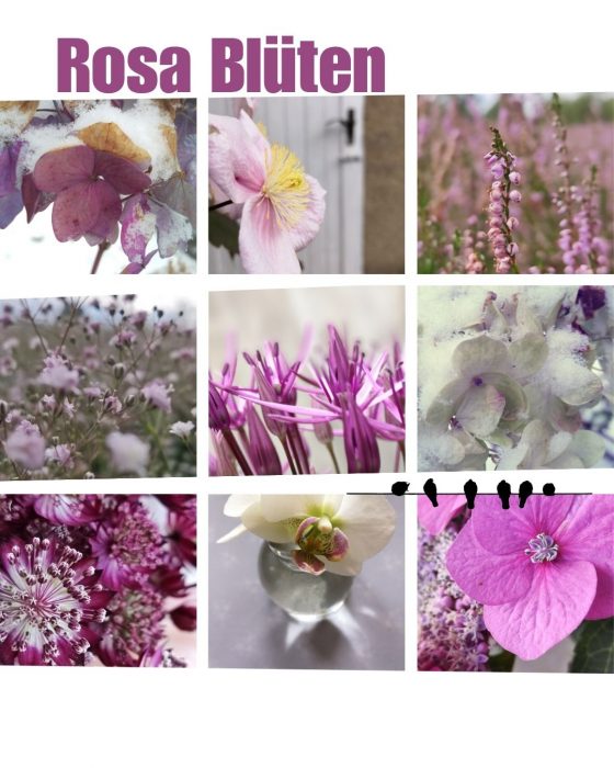 Fotogalerie zur Achtsamkeits-Fotografie: Rosa Blüten